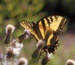 Tiger Swallowtail