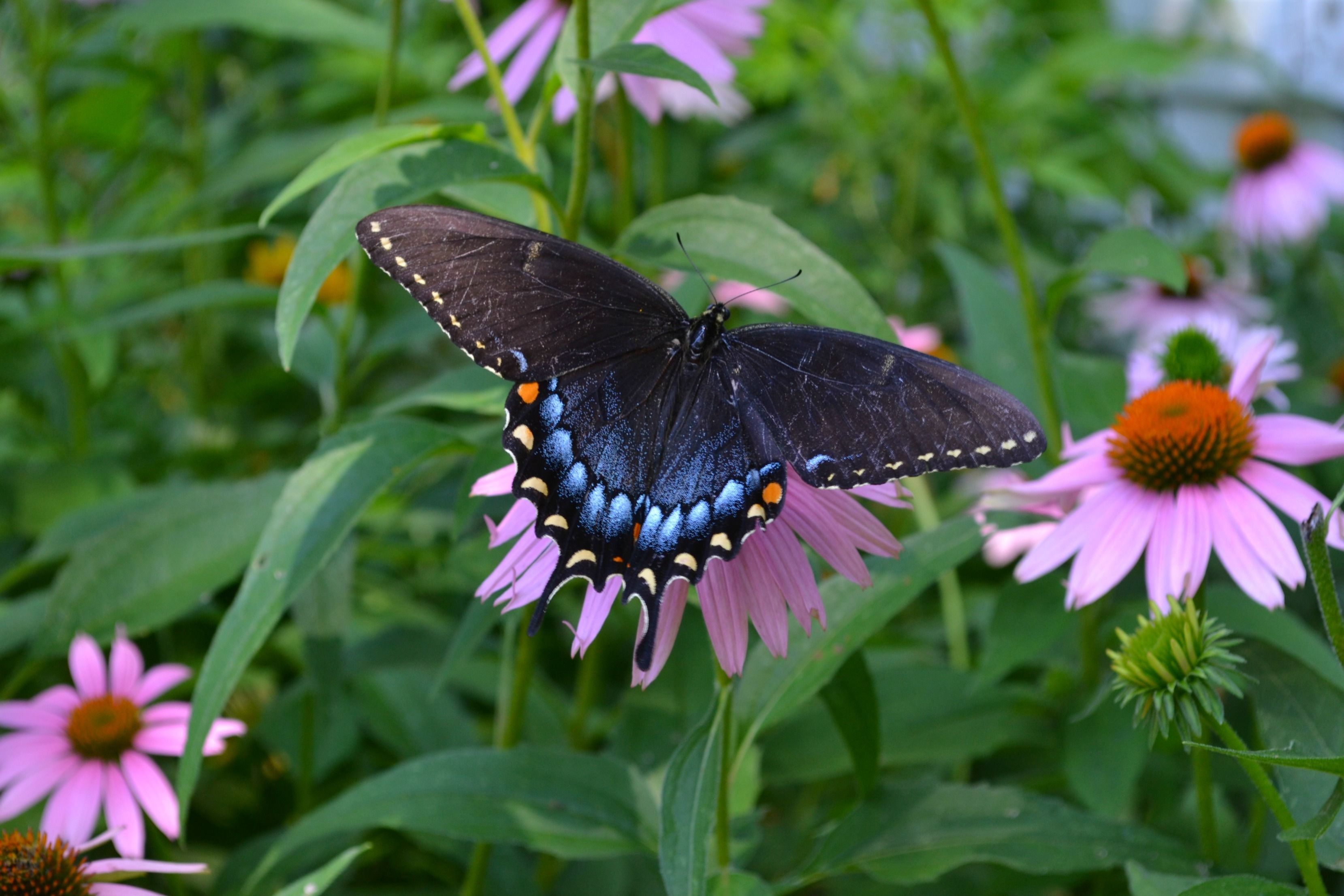 Black swallowtail butterfly on purple coneflower plant 