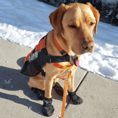 Dog Booties Help IHDI Dogs Work Safely