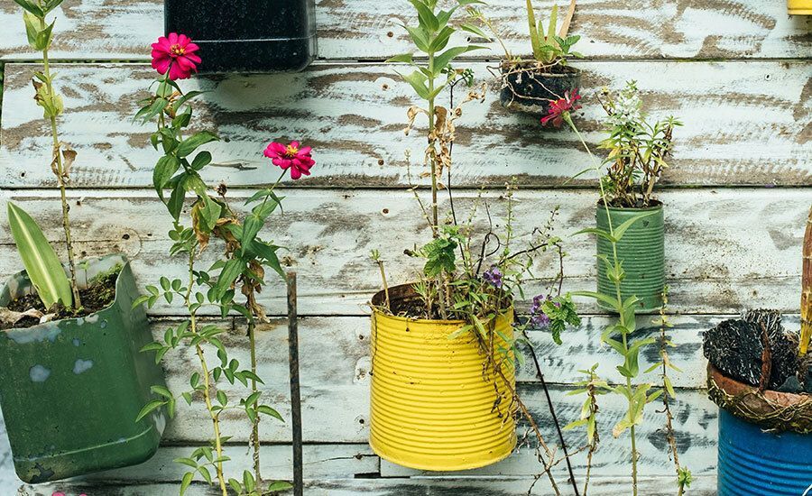 Recycled cans turned into plant pots hung on a wall