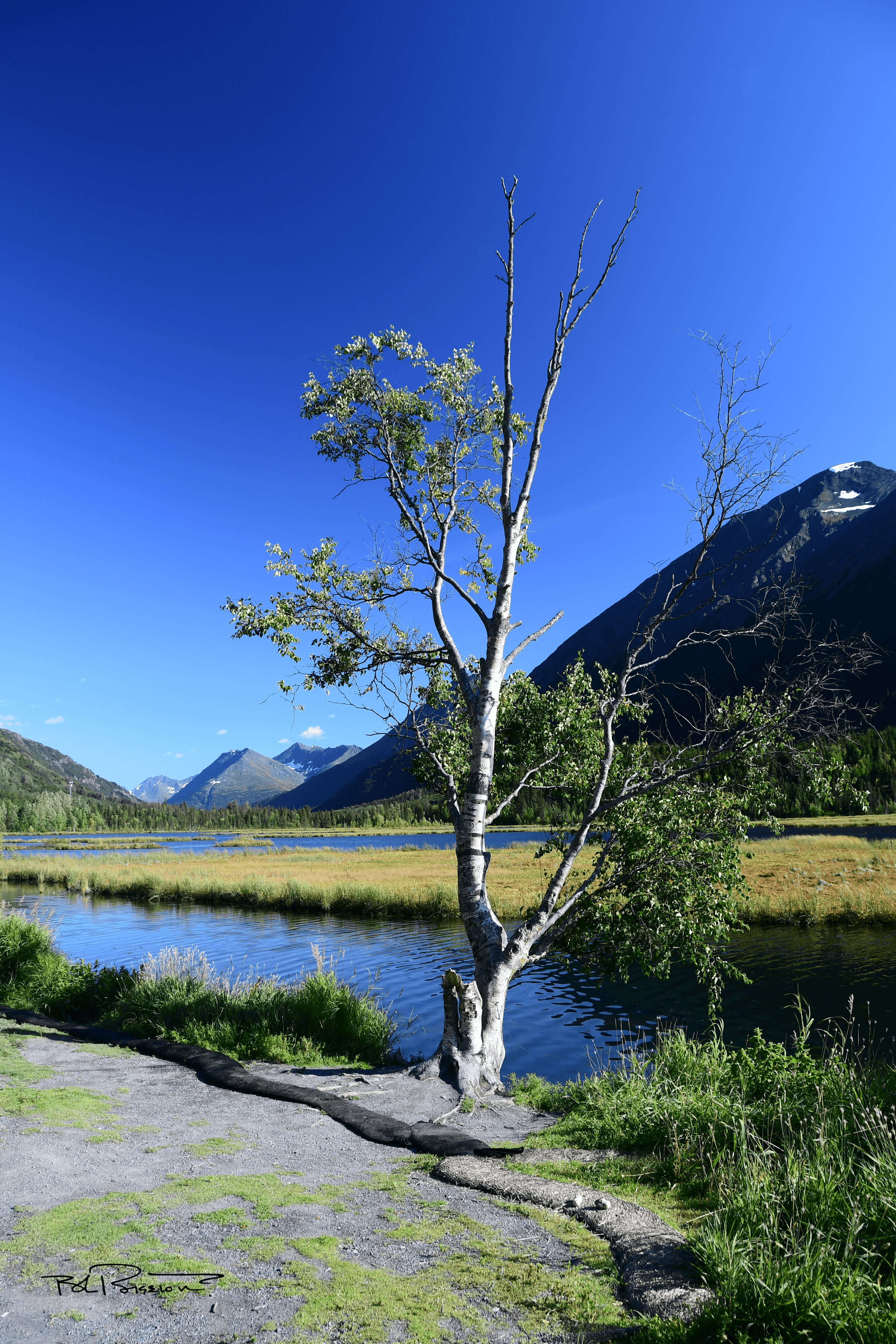 Tern Lake Tree