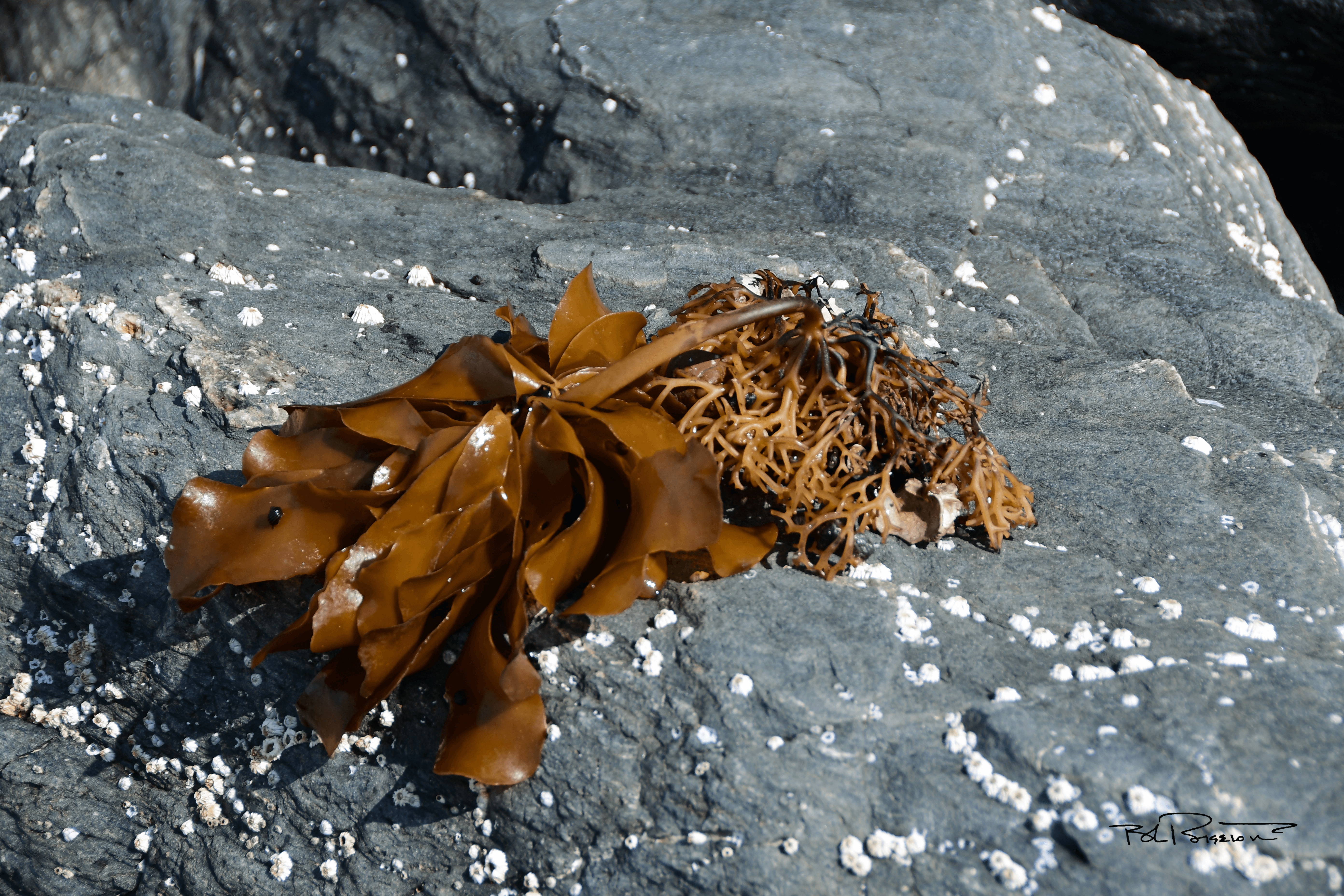 Kelp & Barnacles