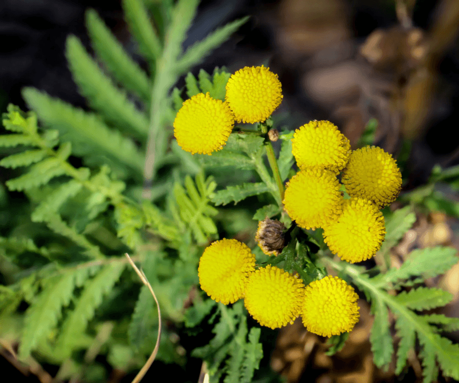 Common Tansy