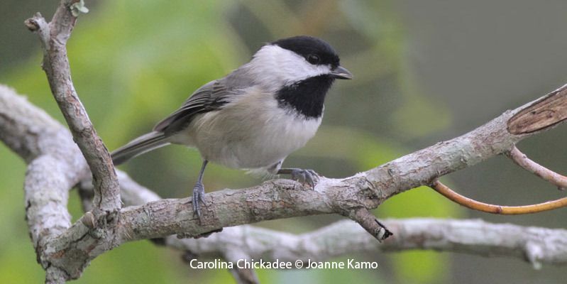 Carolina Chickadee