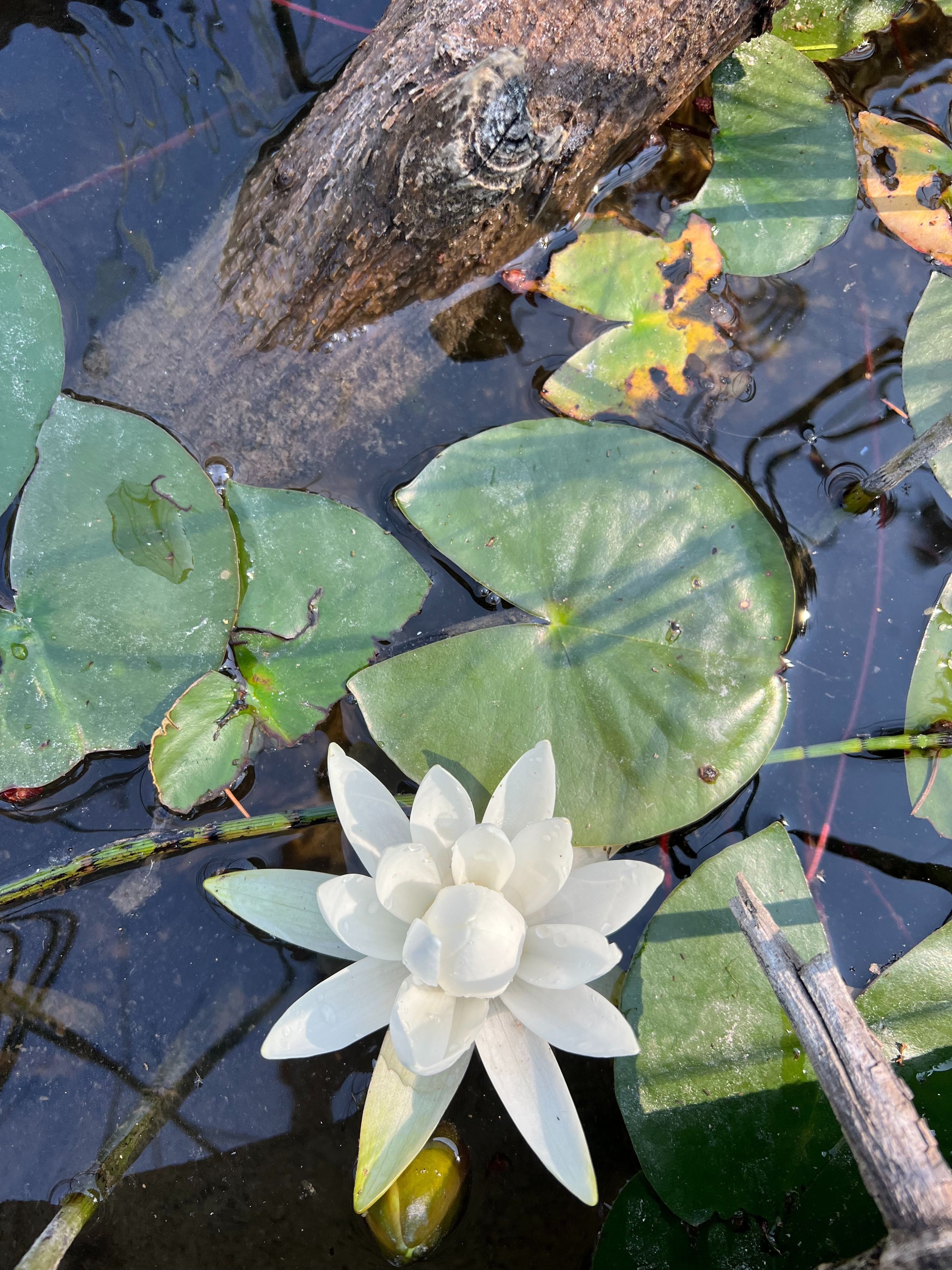 Aquatic Invasive Species Newsletter September 2025