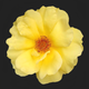 yellow rose