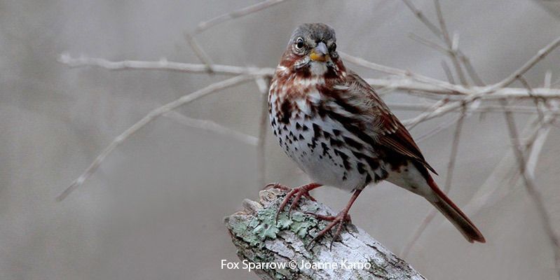 Fox Sparrow