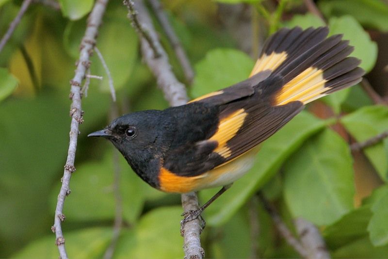 American Redstart (male)