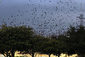 Purple Martin Migration Video
