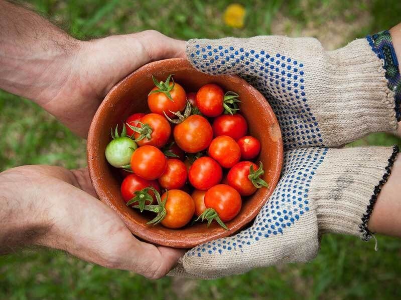 Harvest: Hands Holding a Bowl of Red Tomatoes