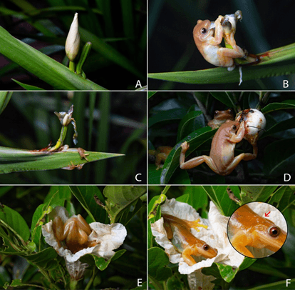 Unusual Pollination