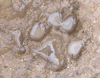 Mexican gray wolf paw print Southwest Wildlife Conservation Center Scottsdale, Arizona