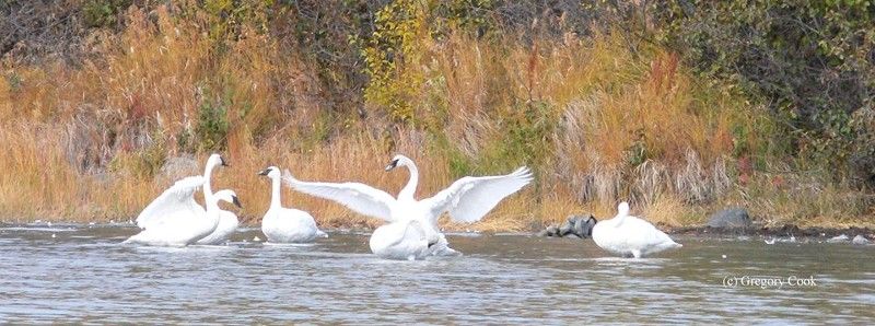 Share your swan story with the Trumpeter Swan Society