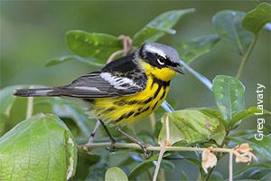 Creating Bird-Friendly Yards