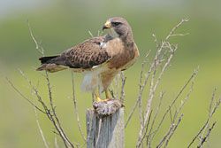 Swainson's Hawk