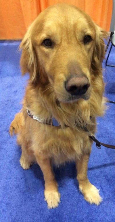 Photo of Finnegan, a golden retriever guide dog