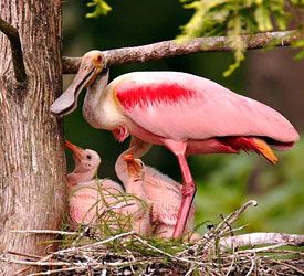 A close up of a pink bird with white feathers. Feather pink