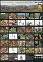 Euphorbia: succulent and spiny species from Somaliland