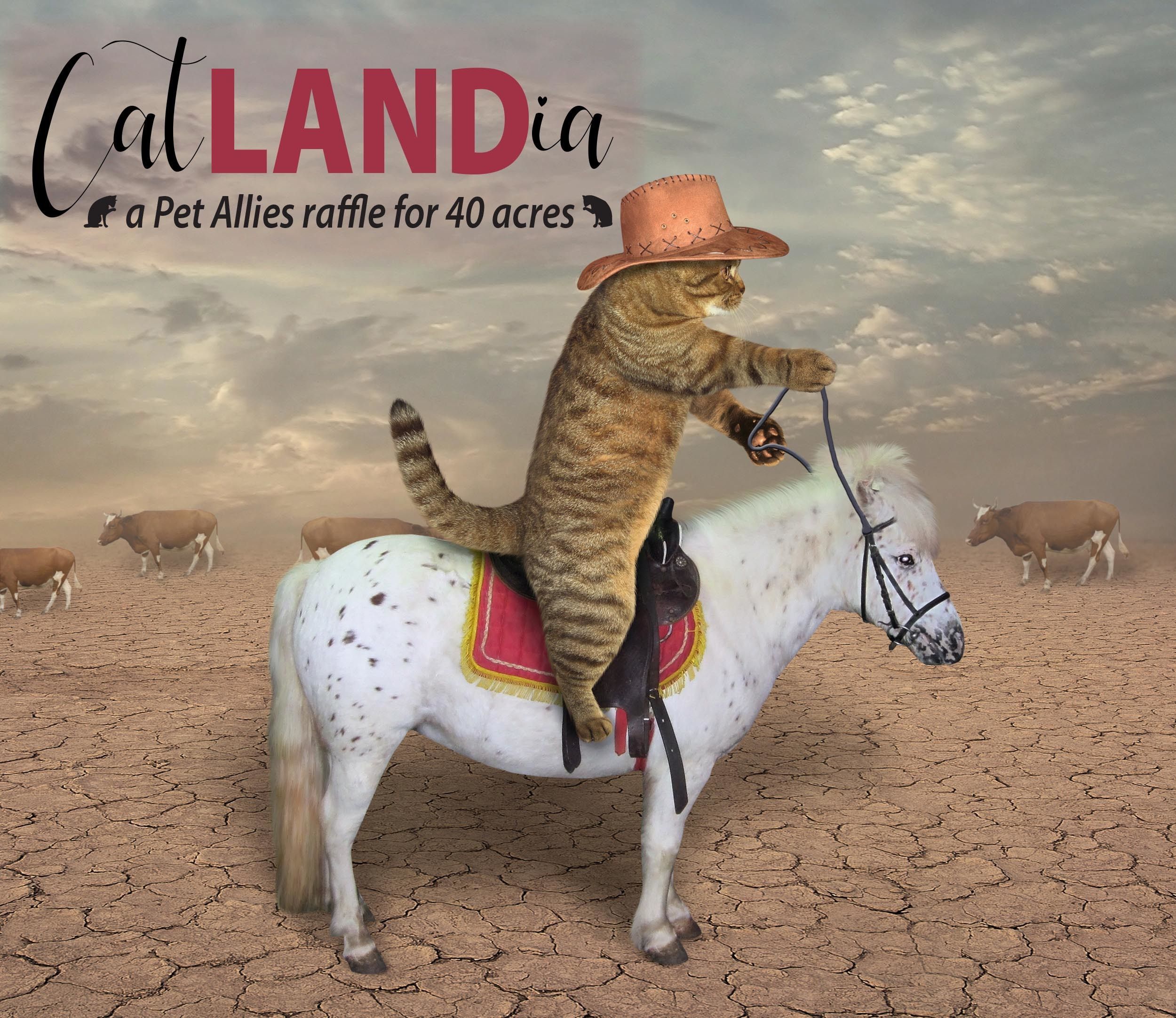 1 Cat Left -- CatLandia Land Raffle