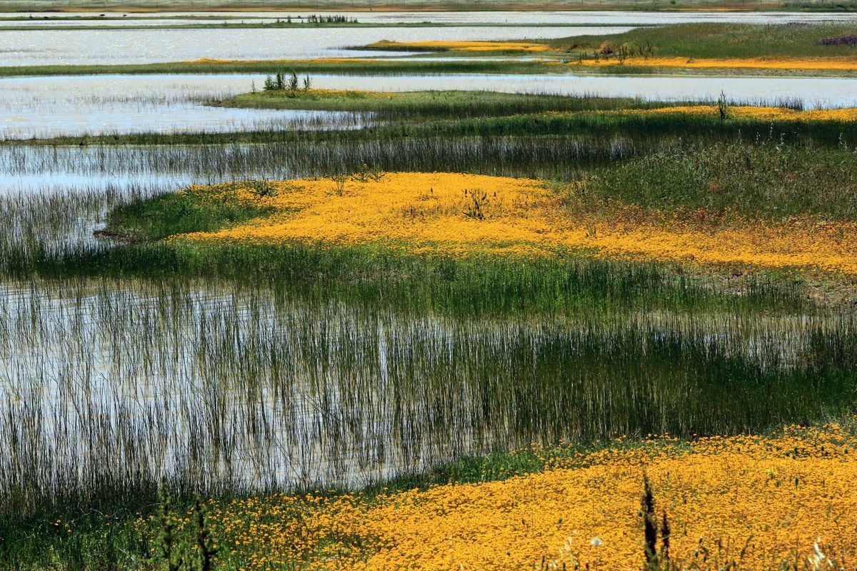 Jepson Prairie