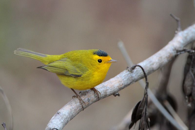 Wilson’s Warbler