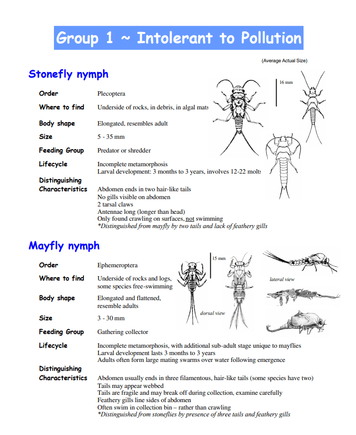 Detailed Macroinvertebrate Identification