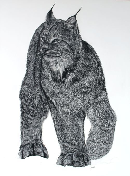 Canadian Lynx