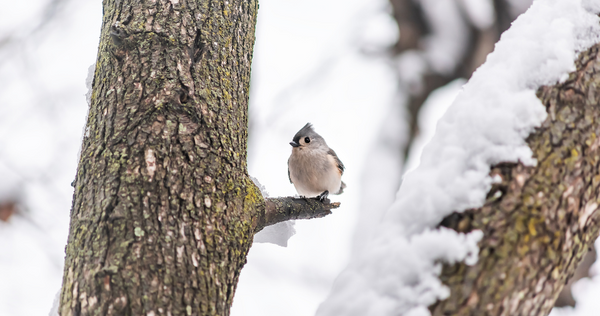 Bird Behavior in Winter | Let's Go Birding