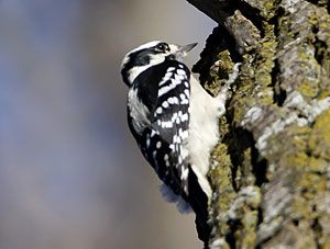 Downy Woodpecker (female)