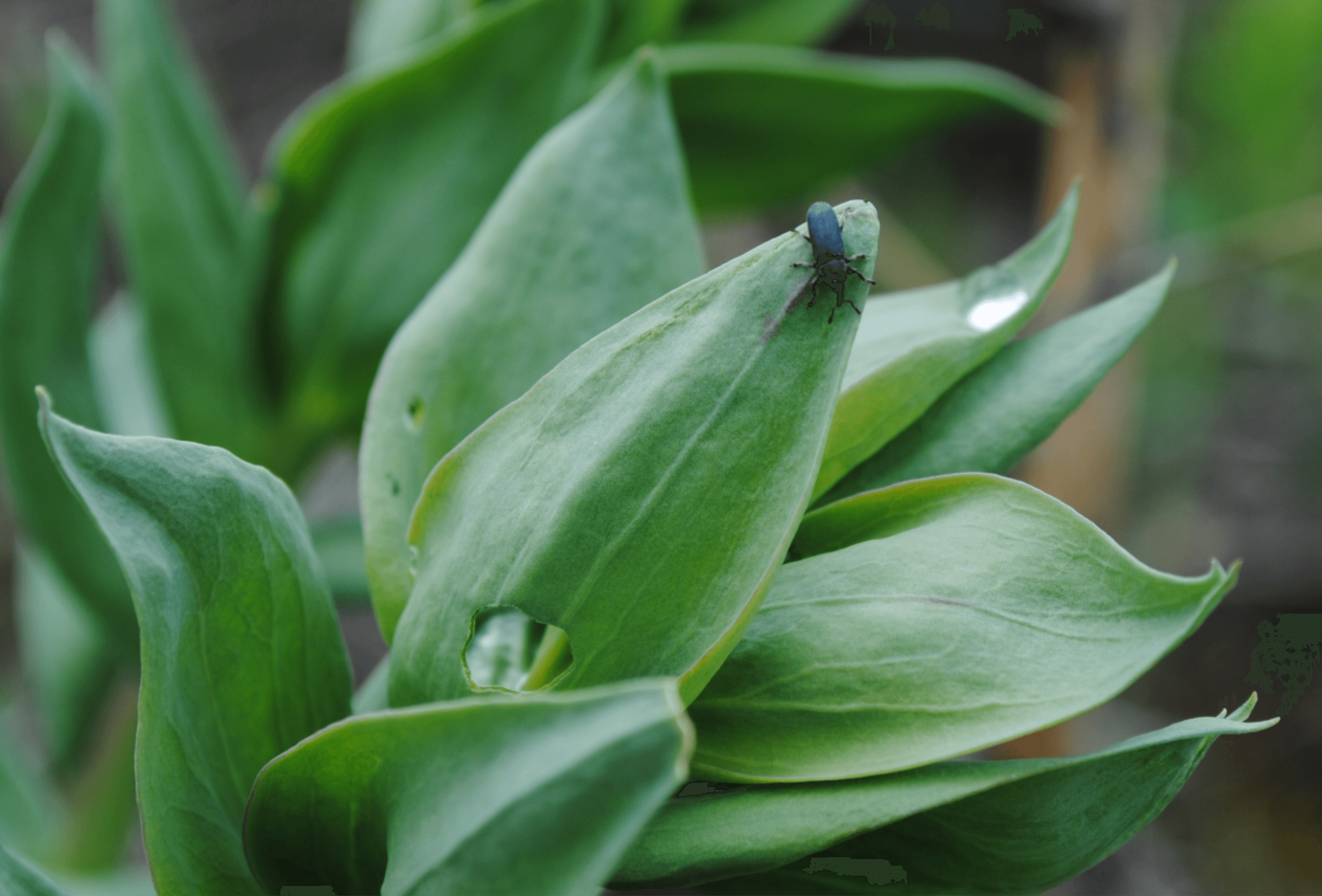 Stem Mining Weevil
