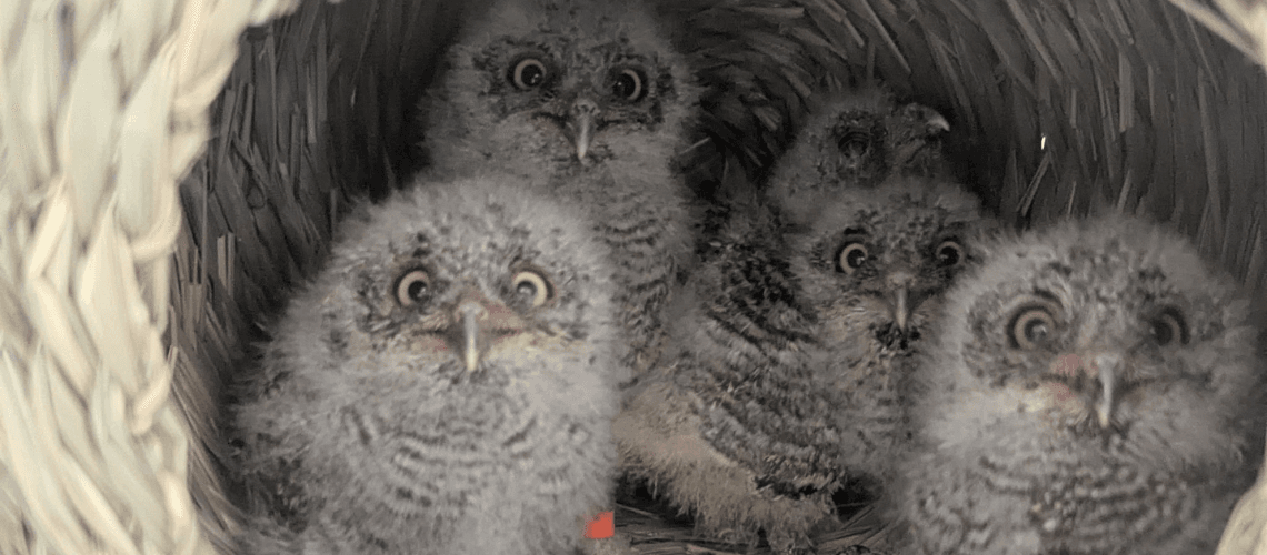 SPCA Rescues Baby Screech Owls