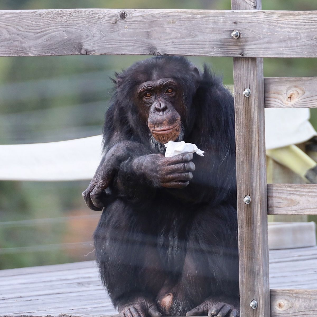 Picture of a chimpanzee in Cle Elum, Wa.
