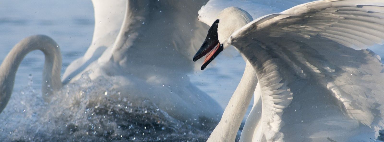 North American Swan Populations continentwide Trumpeter Swan Society