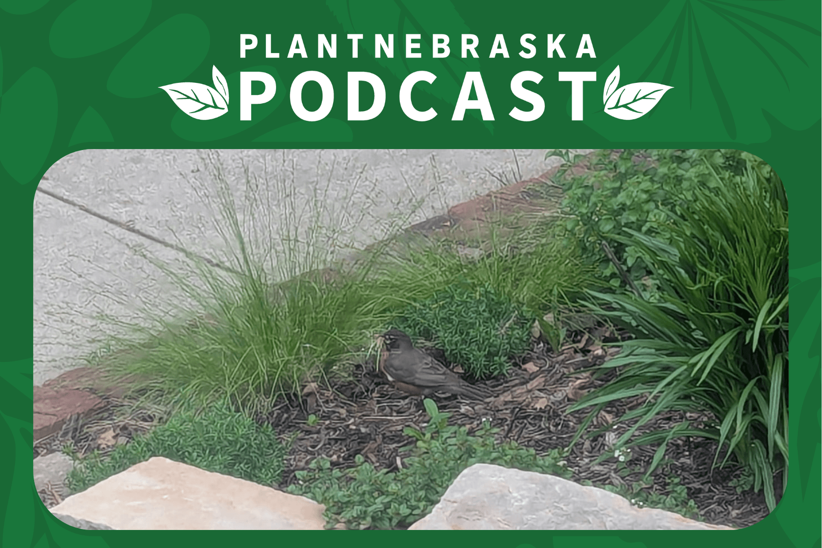bird collecting sedge leaves for nest