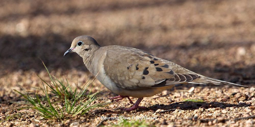 Mourning Dove