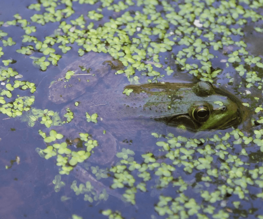 American Bullfrog