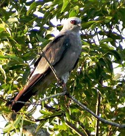 mississippi kite birds midland tx