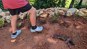 Student standing in a newly planted garden bed near a stone border