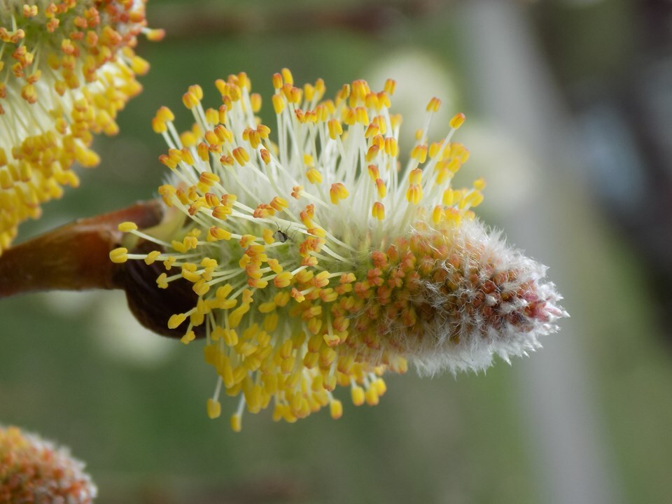 Pussy Willow - Pack of 5 Seedlings (12"-18")