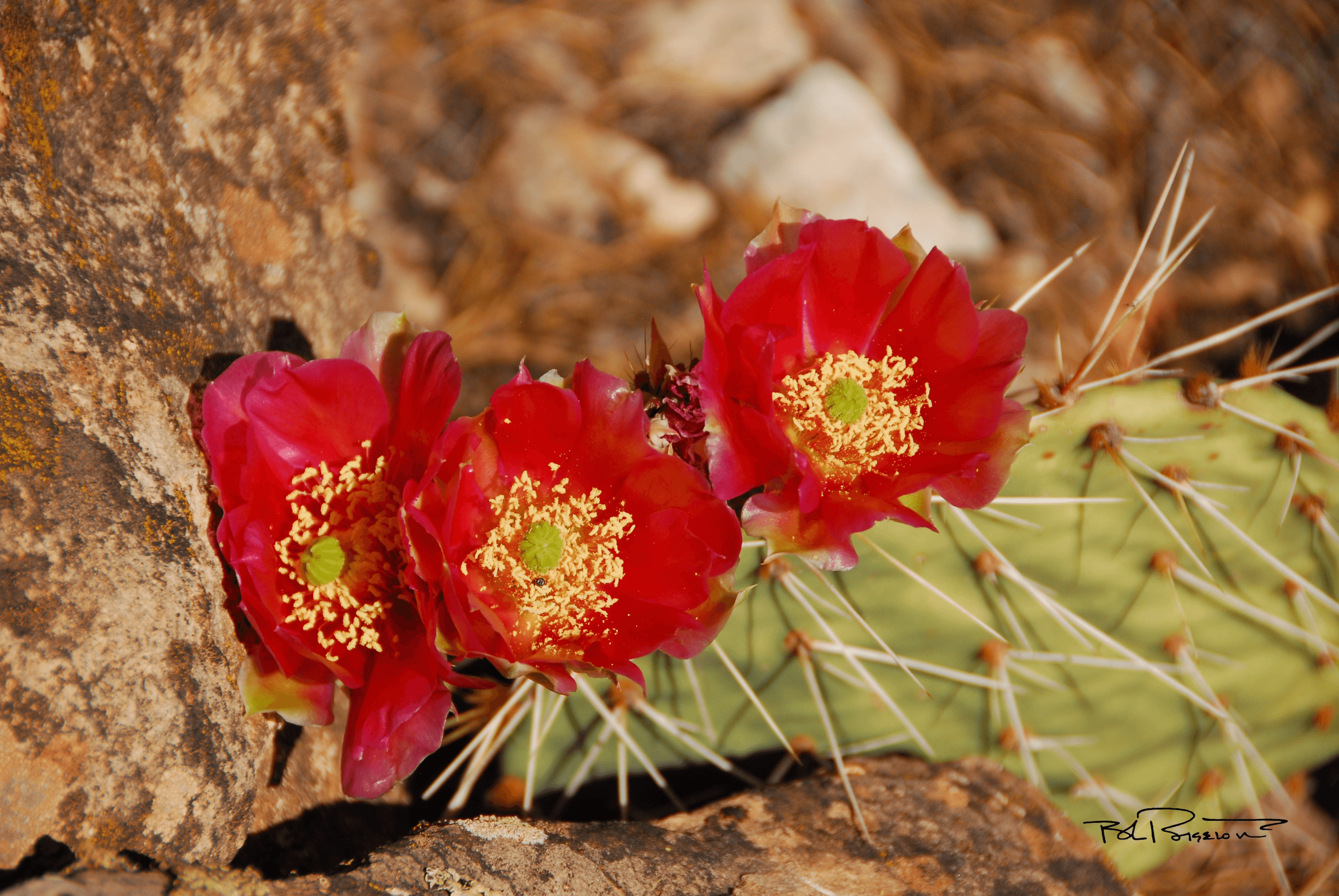 Cactus Flower Red Rock