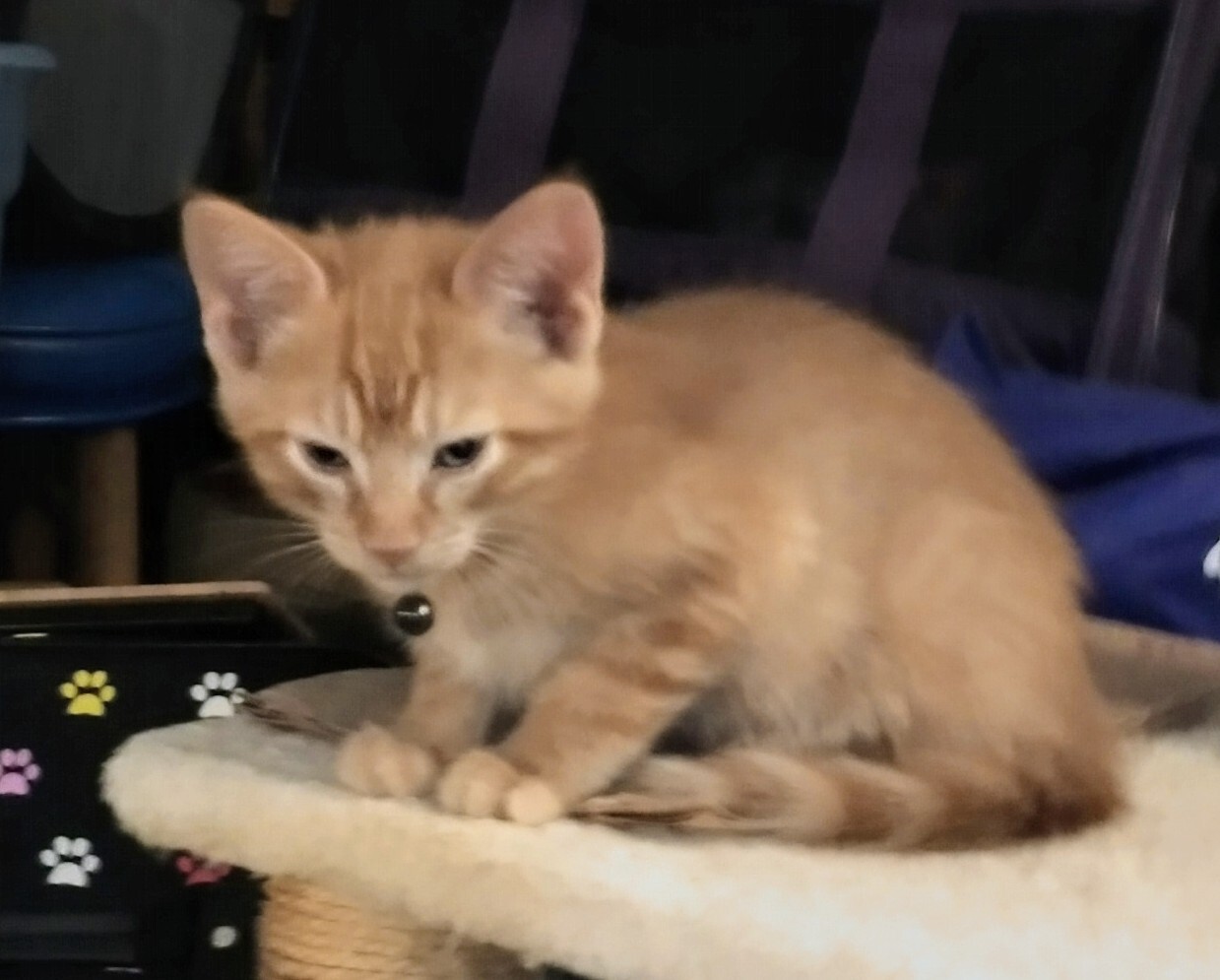 Teagan