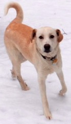Hank - ADOPTED
