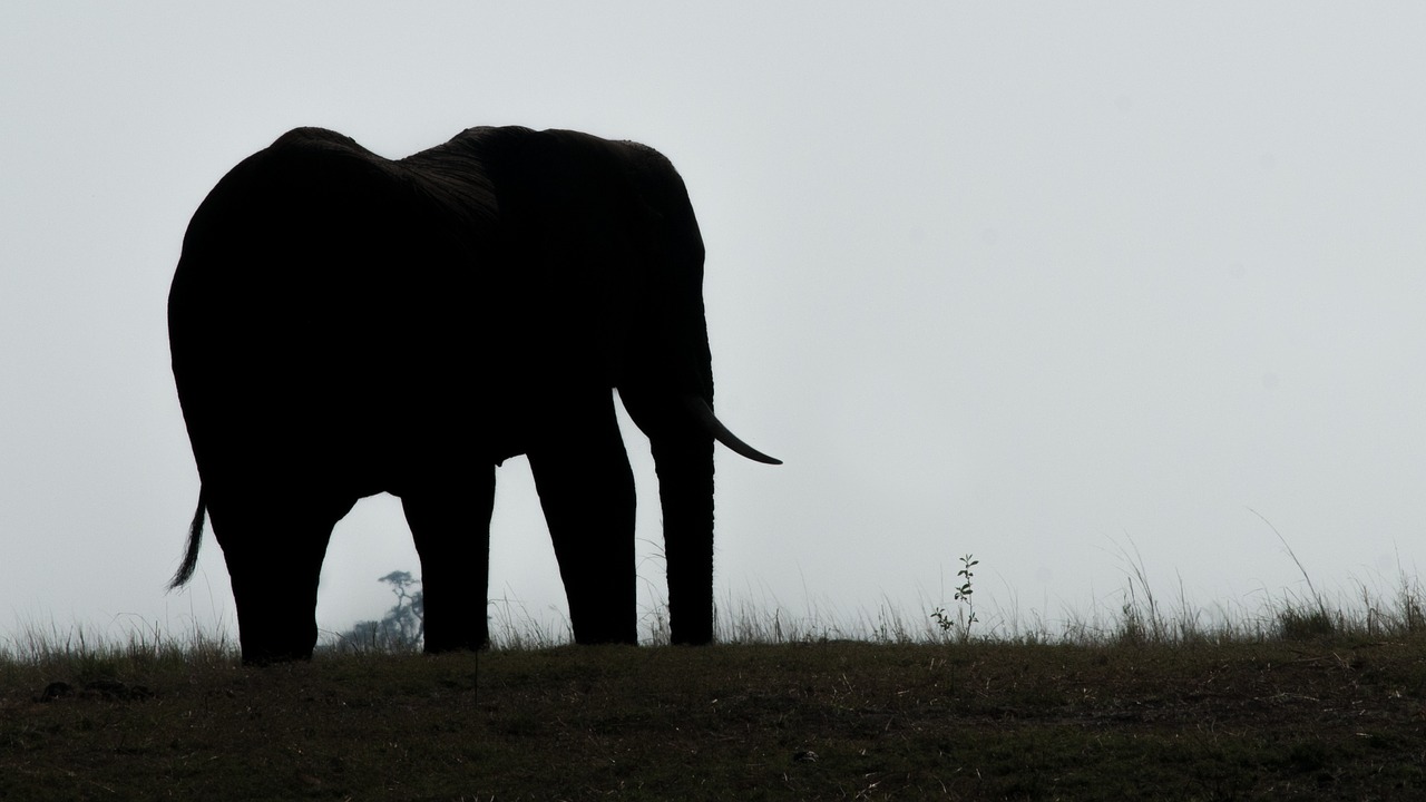 The Family Circus and the Elephant in the Room