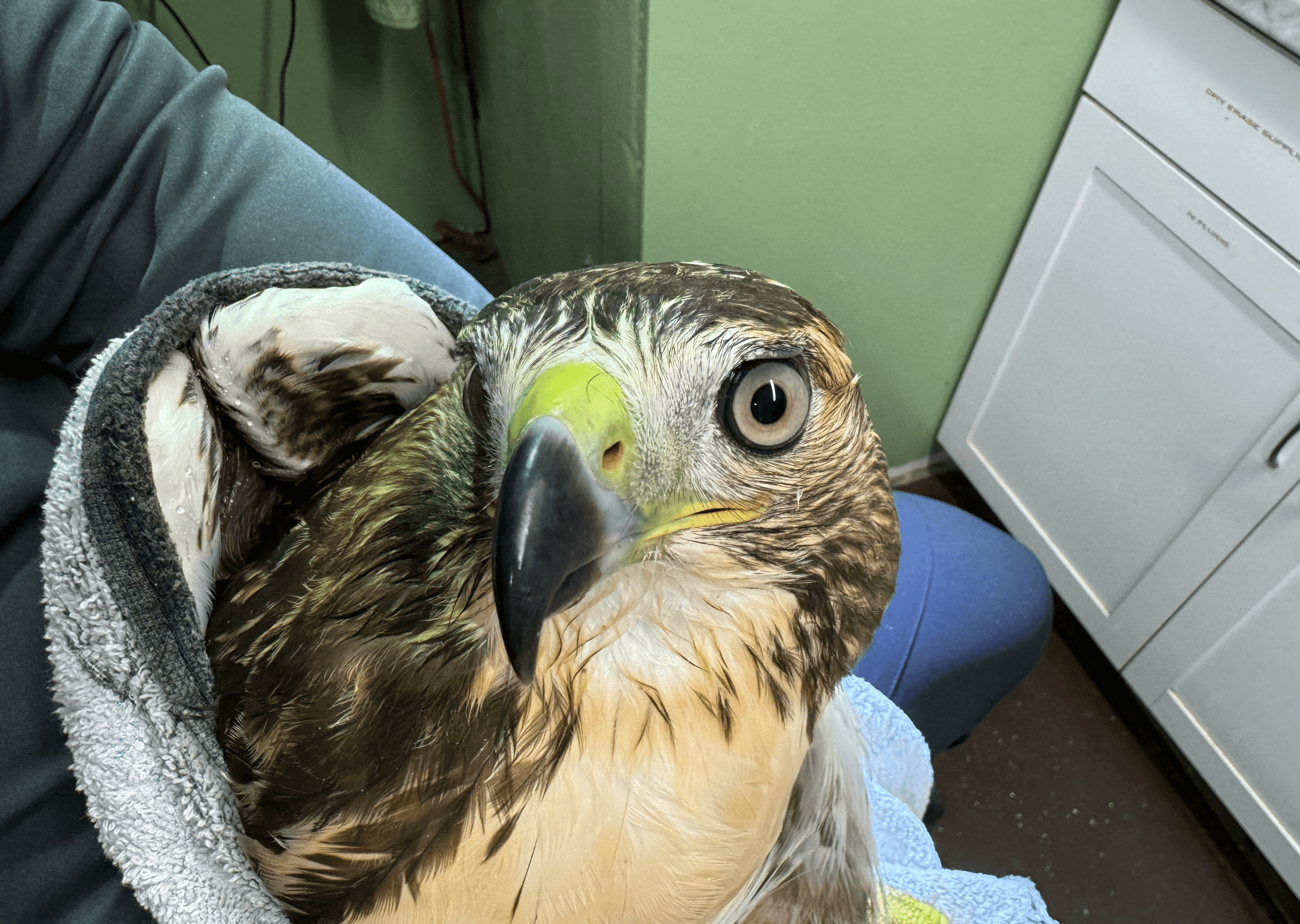 Red-tailed hawk juvenile wrapped in towel.