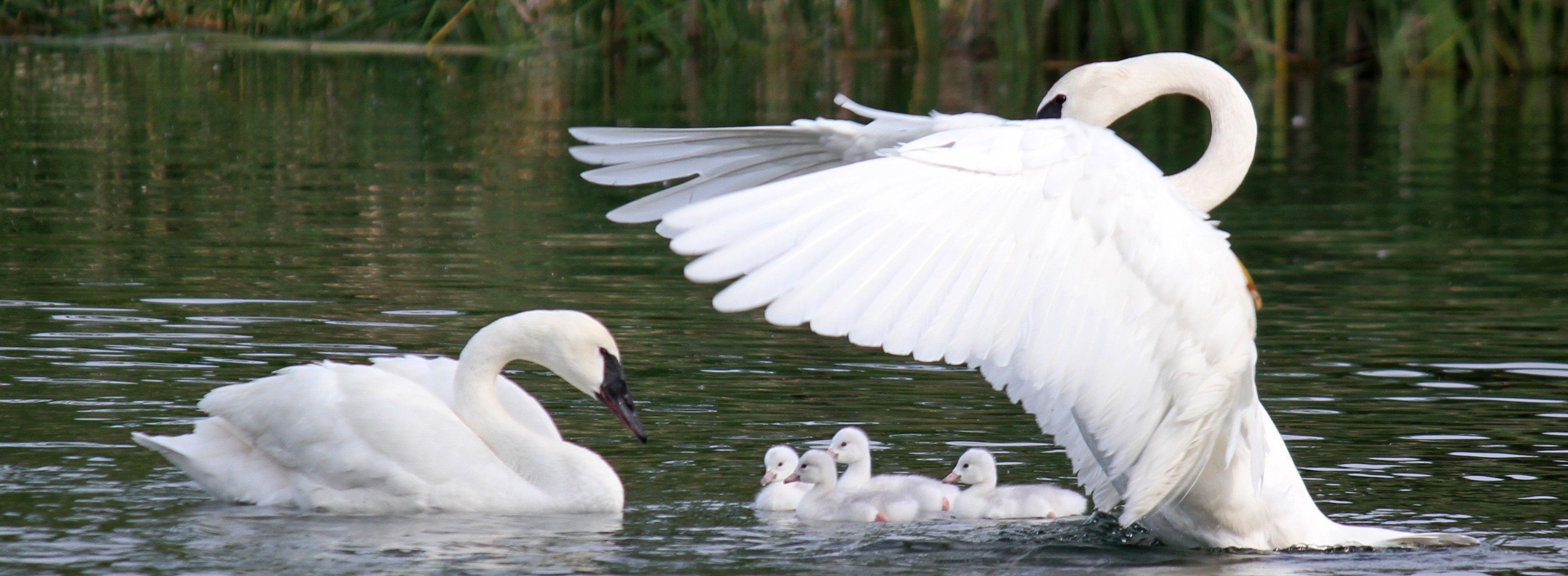 The Trumpeter Swan Society's programs span across North America