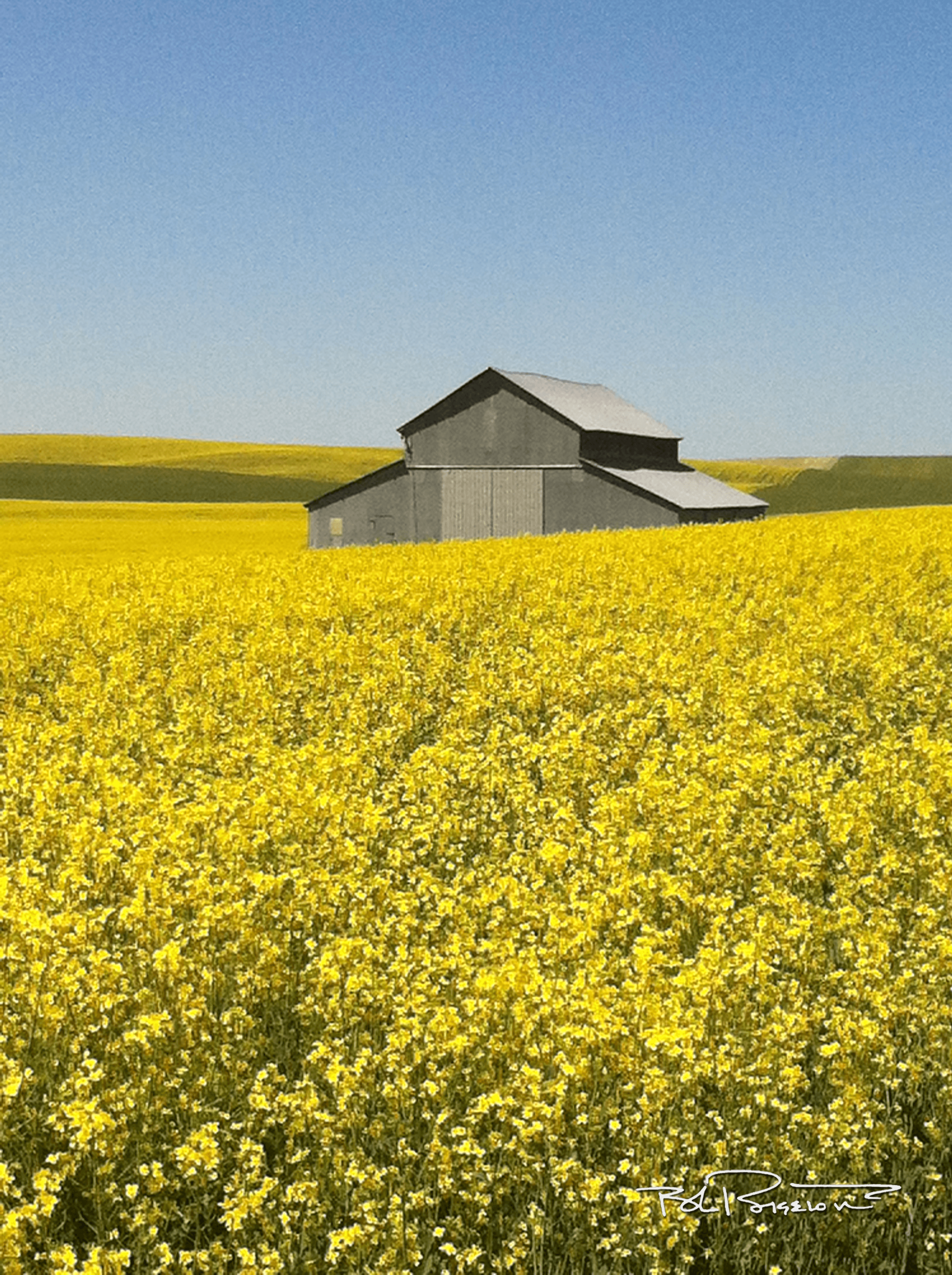 Idaho Barn & Rapeseed Field