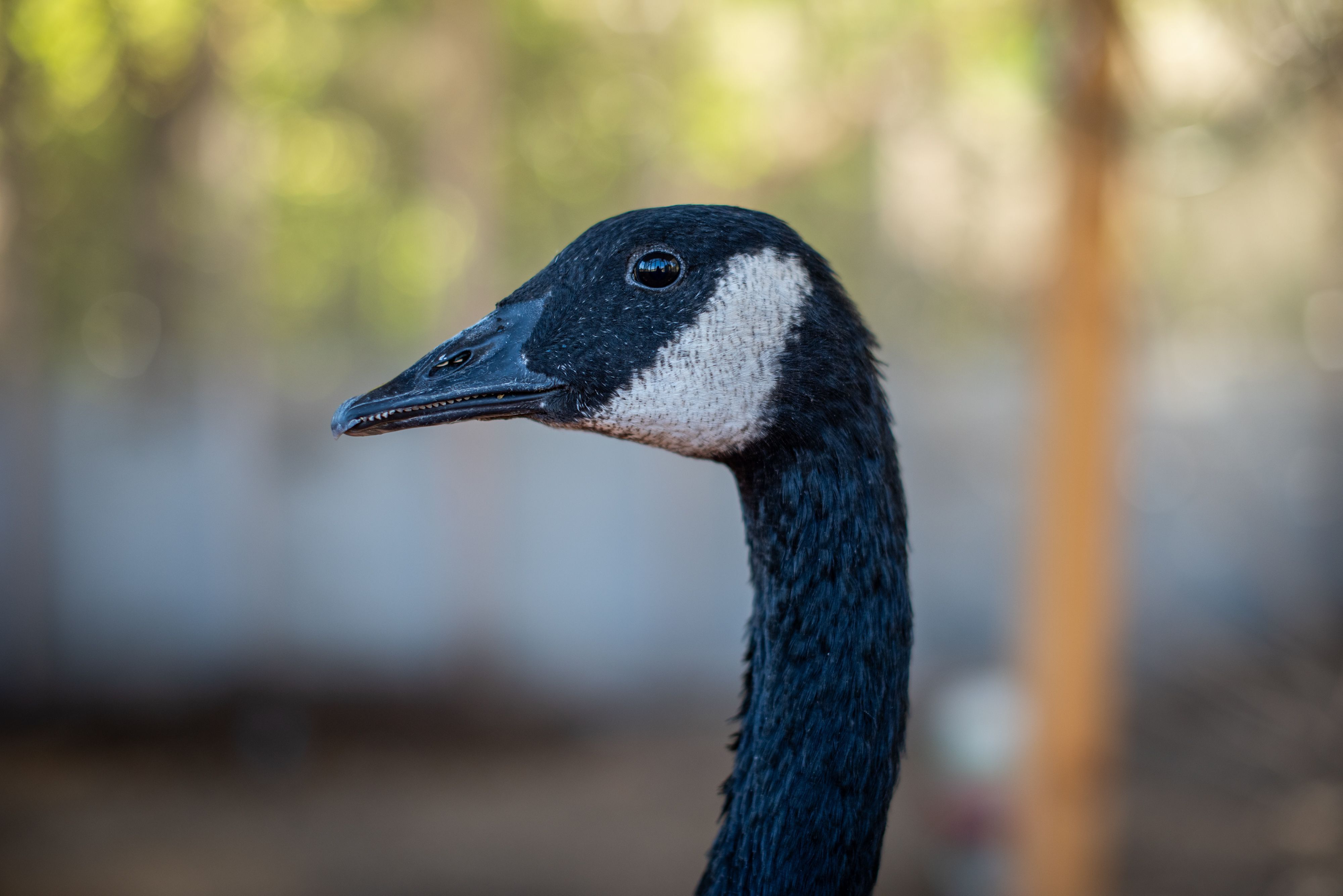 canada goose nebraska wildlife rehab news