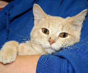 FLINT