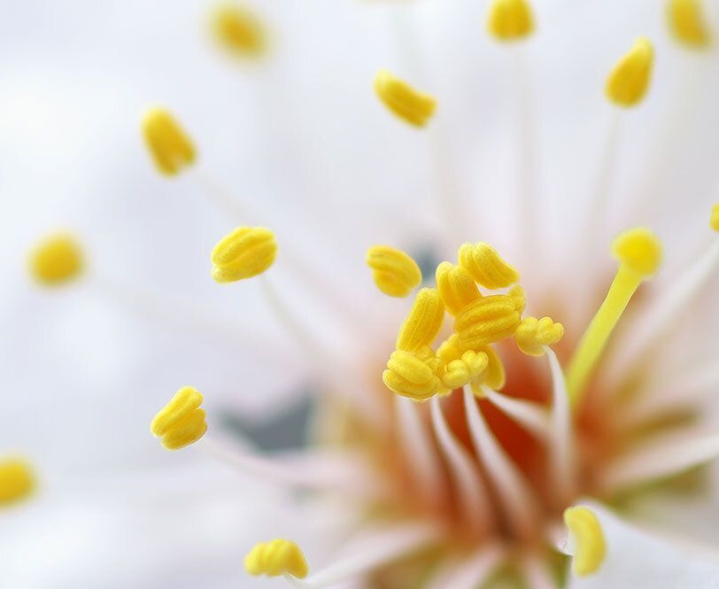 Pollen Count
