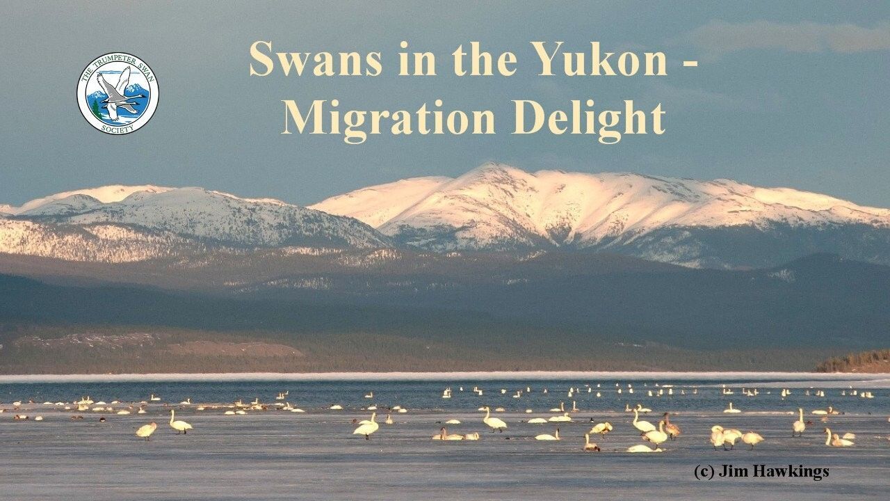 Swans in the Yukon- Migration Delight